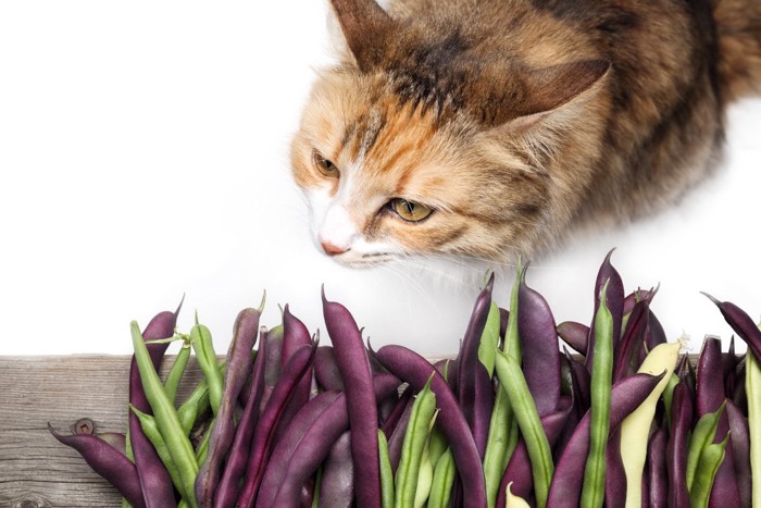 豆を見つめる猫