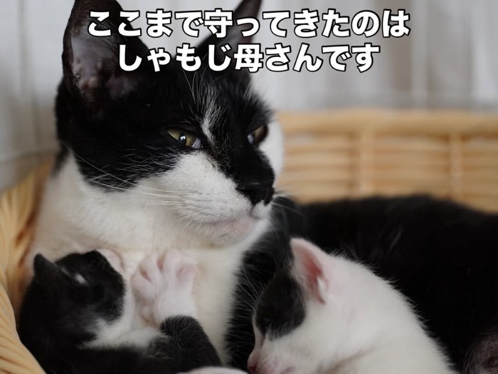 母猫に寄り添う子猫たち