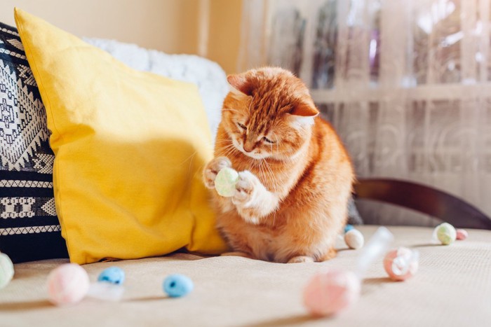 おもちゃを持って見る猫