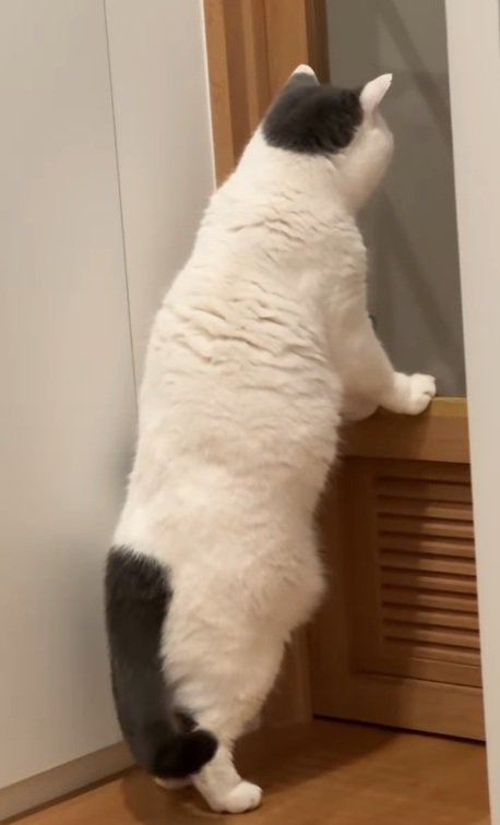 立っているカツヲくん