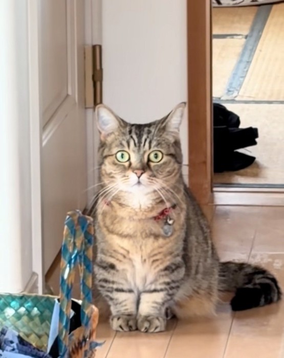 こちらを見つめる猫