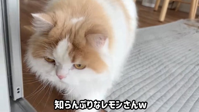 知らんぷりレモンくん