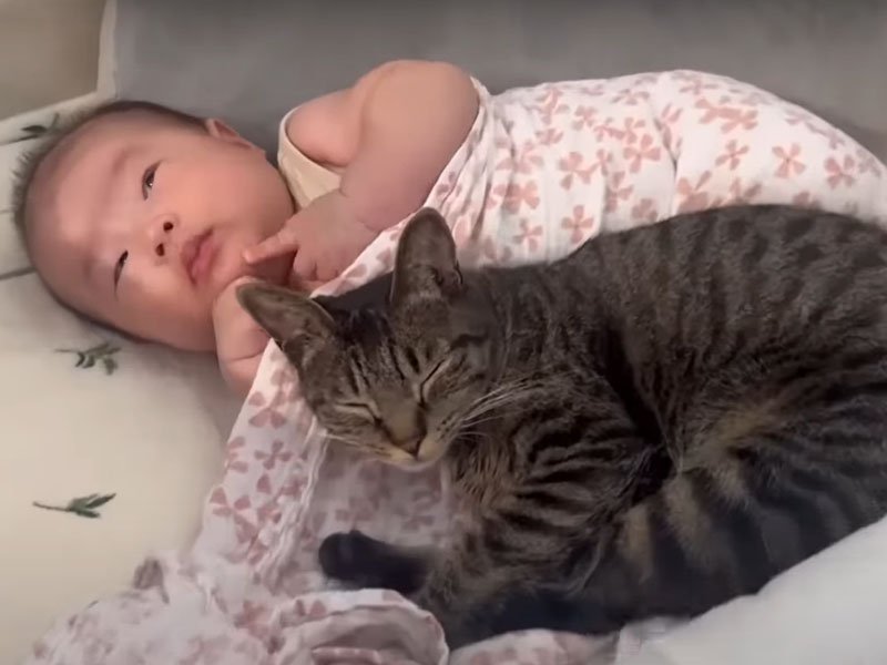 赤ちゃんと猫
