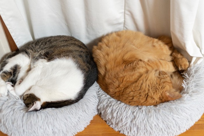 同じポーズで眠る猫たち