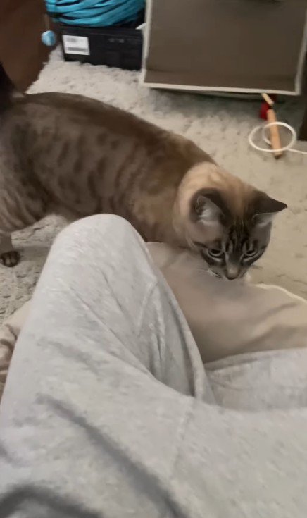 飼い主に駆け寄る猫