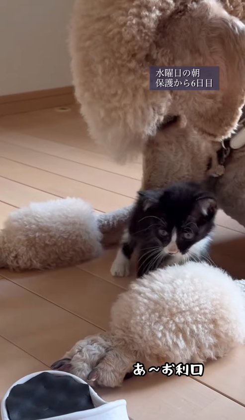 伏せた両前足の間に子猫を入れるプードル
