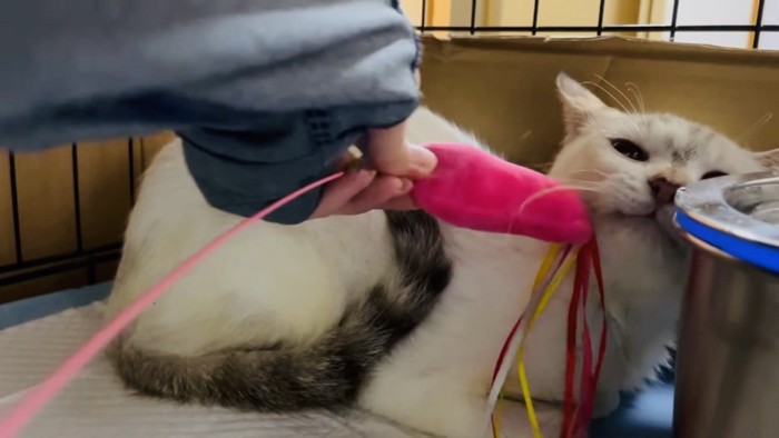 ケージの中でママに撫でられる猫