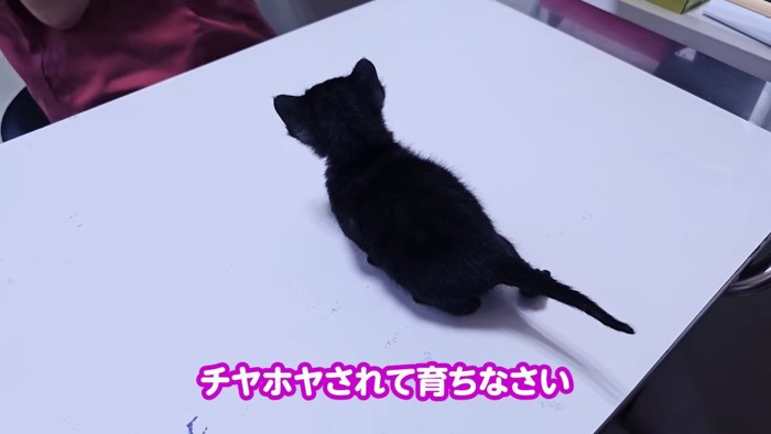 診察台の上の子猫