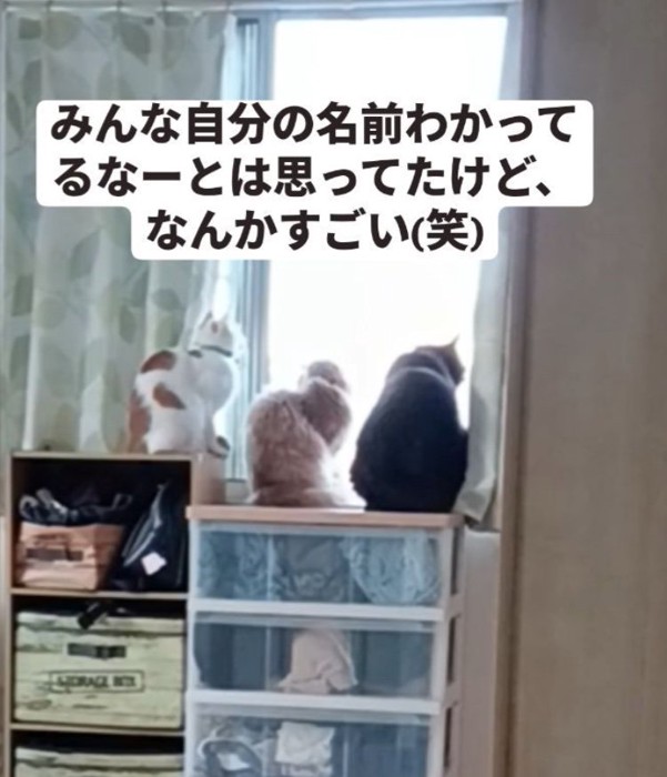 日向ぼっこする猫たち