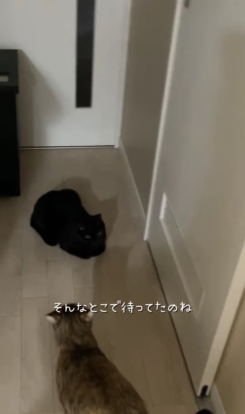 ドアの前で香箱座りしている黒猫と立っている麦わら猫