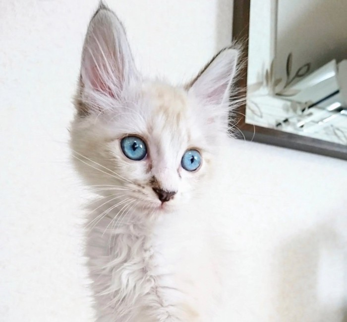 ブルーの瞳を持つ白猫