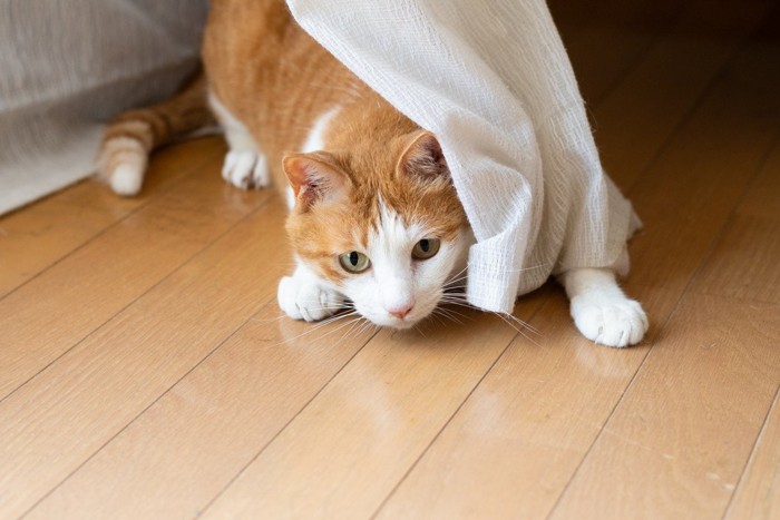 カーテンの陰から狙いを定める猫