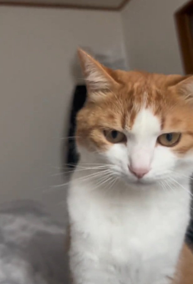 虚無顔のツナちゃん