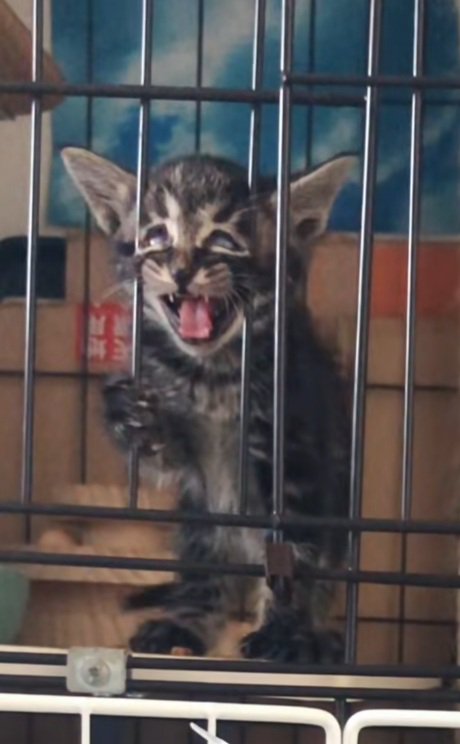 ケージの中でたれ目の変顔している子猫