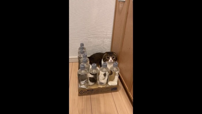 少し左を向いた姿