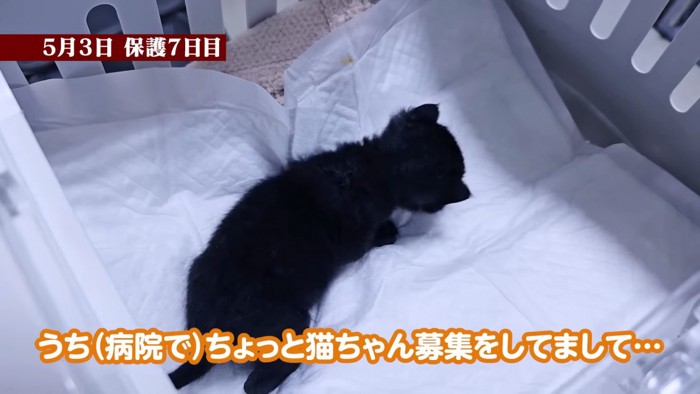 キャリーの中にいる子猫