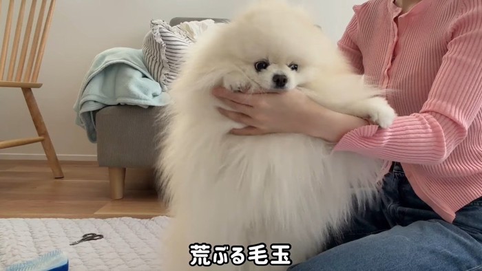 荒ぶる毛玉