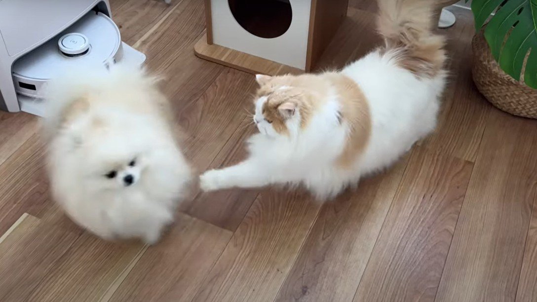 犬にパンチする猫