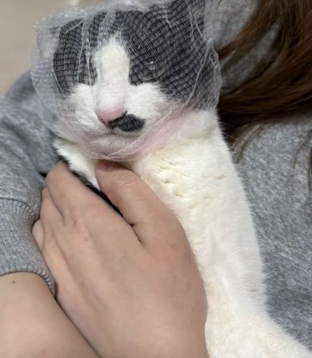 頭に排水溝ネットを被って飼い主さんに抱っこされた保護猫