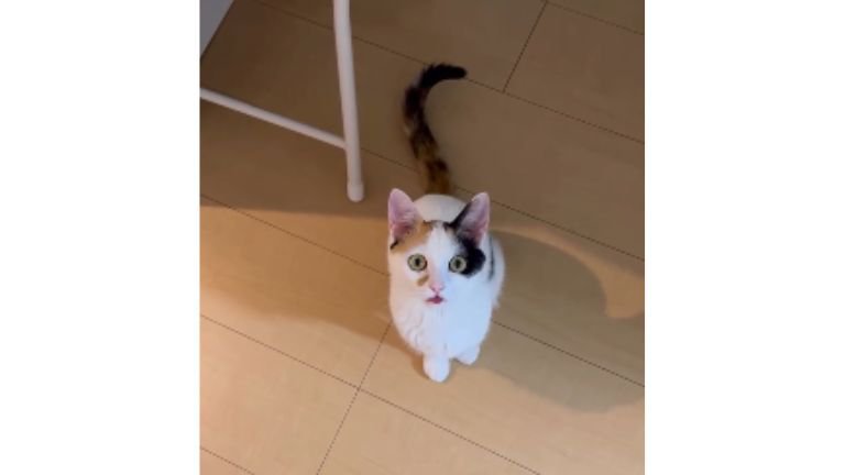 室内にいる猫