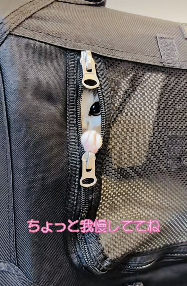 猫用キャリーの隙間から見つめる子猫