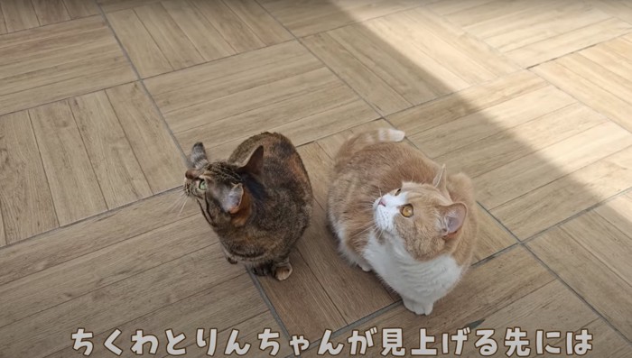 2匹並んで上を見る猫たち