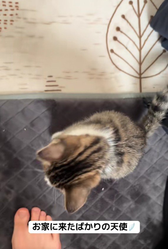 足元にいる子猫