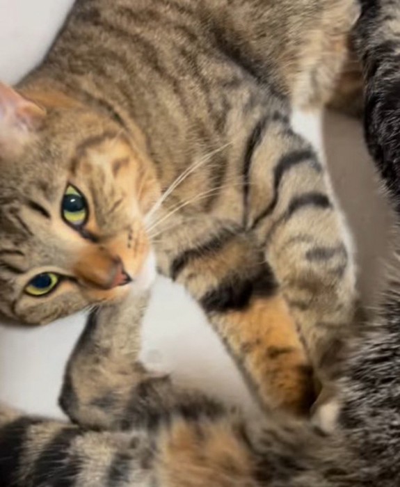 小さい猫のお腹を揉みながらカメラに視線を移す大きい猫