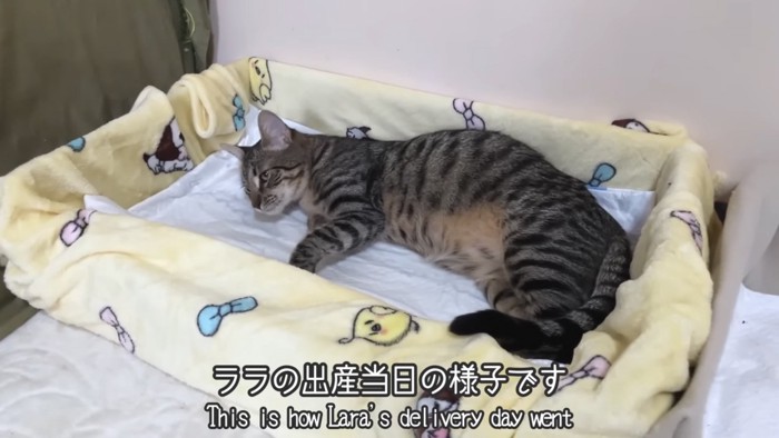 「ララ出産当日の...」のテロップ写真