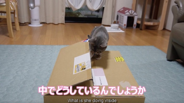 ダンボールに興味津々な猫