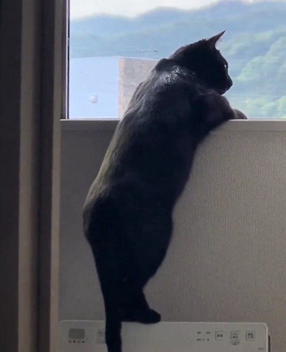 しっぽを振る猫