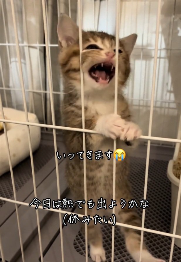 上を向いて鳴くにこりちゃん