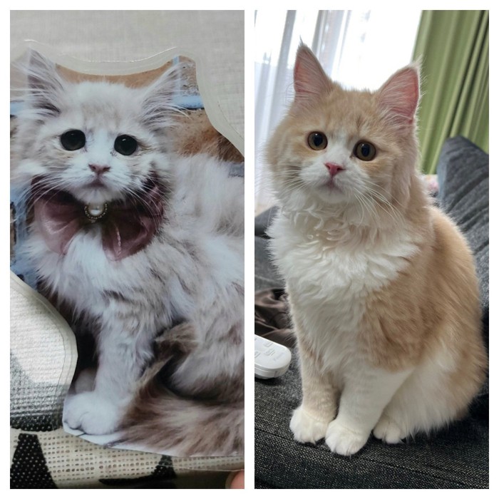 子猫の2枚の写真