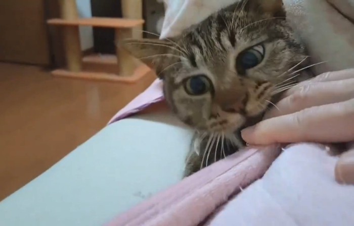 人の手を噛む猫