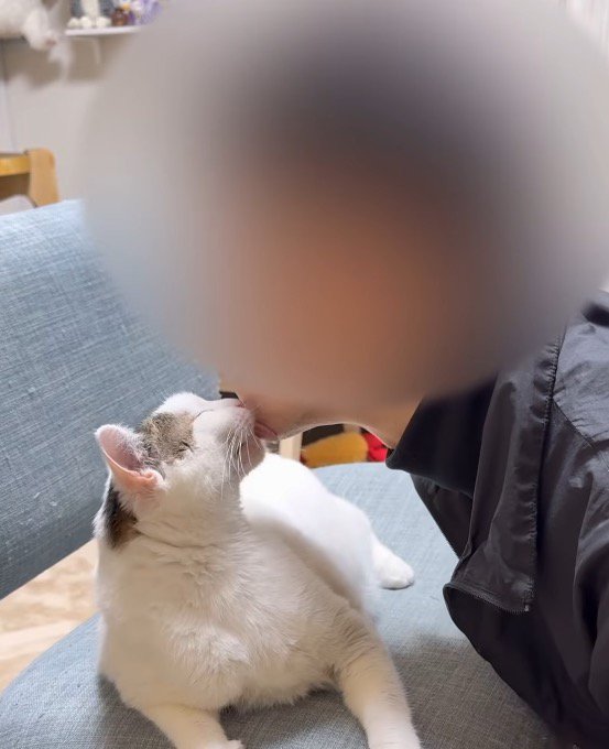 飼い主のアゴを舐める猫