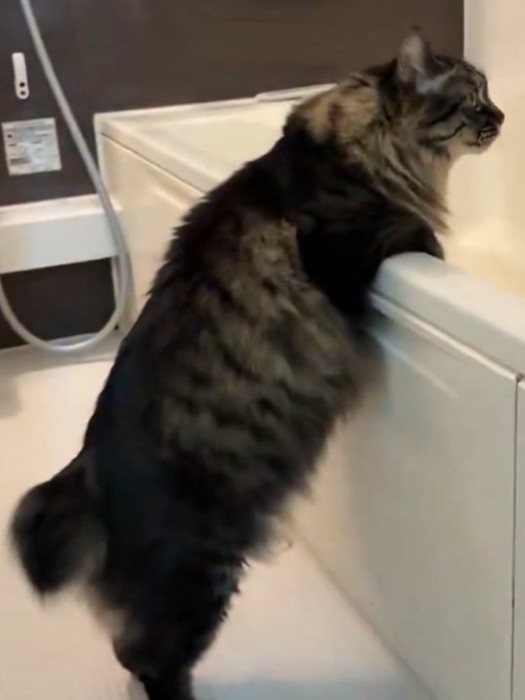 前を向き、おしりを洗われるのを待つ猫