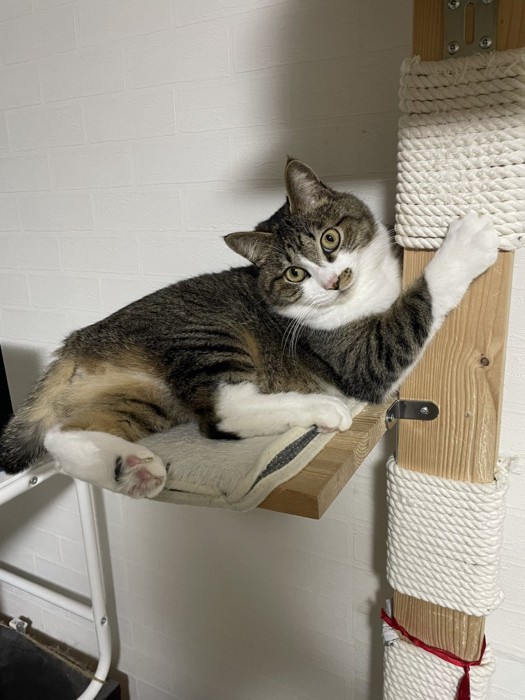 キャットタワーから見つめるキジ白猫