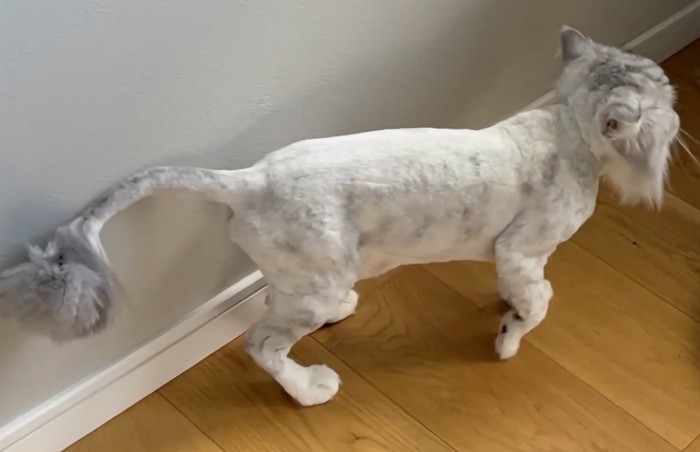 サマーカットの猫