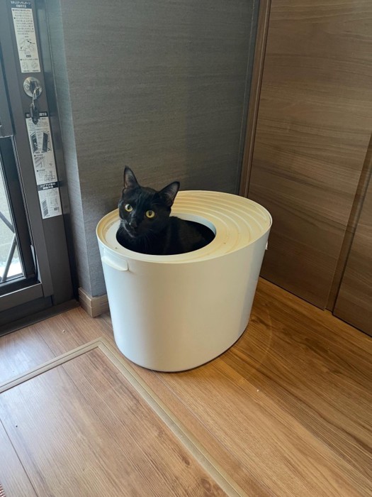 猫トイレから顔を出す猫