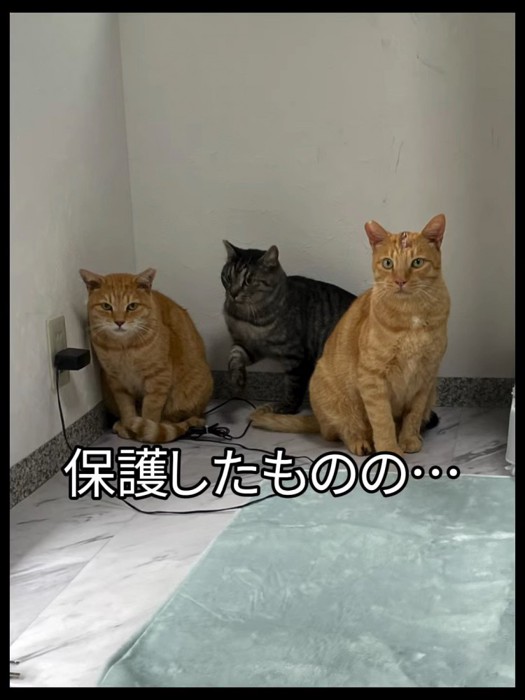 部屋の隅に座る3匹の猫