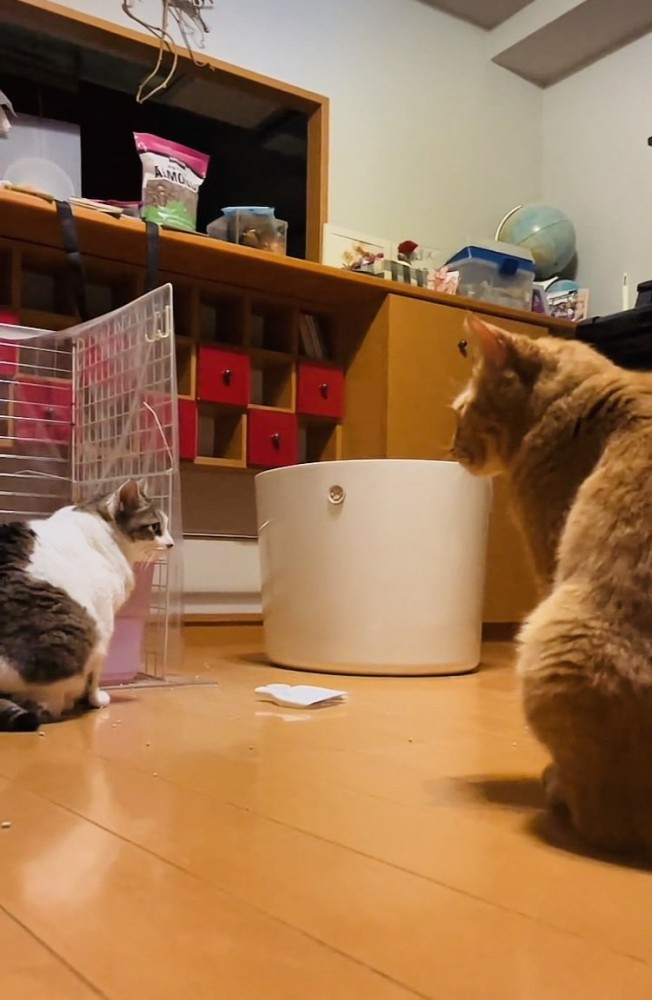 キジ白猫を見る茶トラ猫