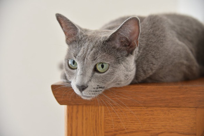 まったりしているロシアンブルー