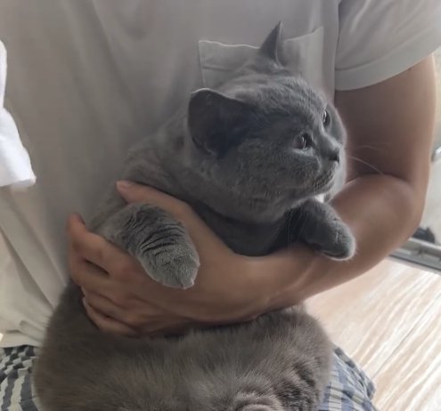 飼い主の膝の上で画面右側を見つめるグレー猫