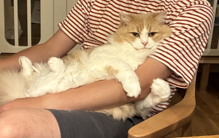 カメラ目線の猫