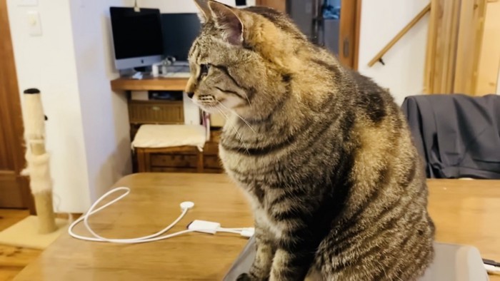 テーブルの上に座るキジトラ猫