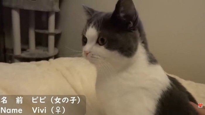 猫ちゃん紹介テロップ