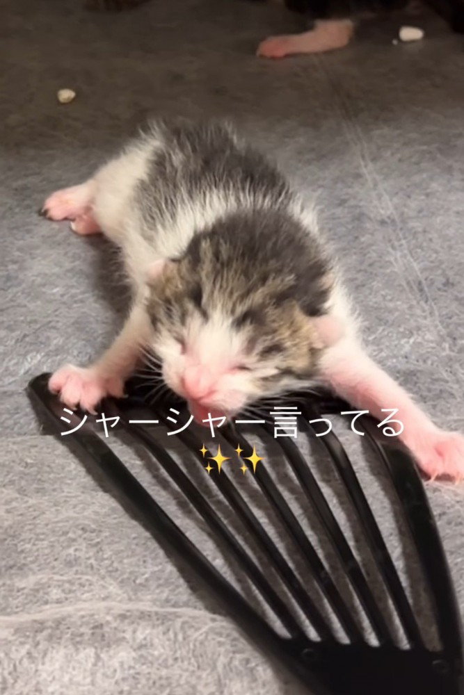 口を開けている子猫