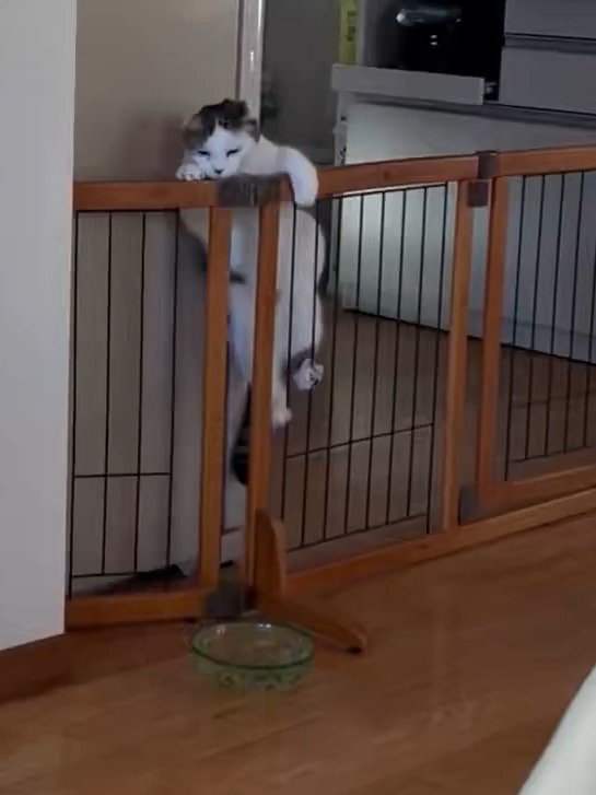 柵によじ登る猫