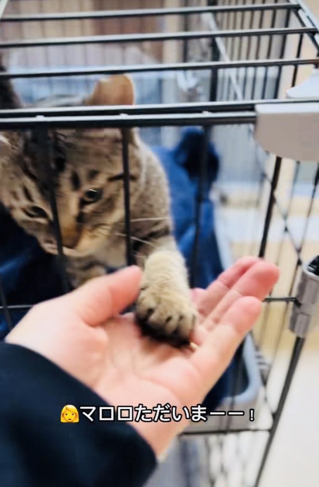ケージから手を出してママと握手する子猫