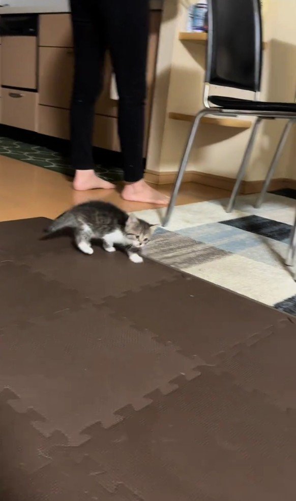 歩いている子猫